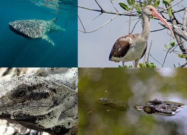 Dan a conocer Programa de Manejo para proteger la isla de Holbox