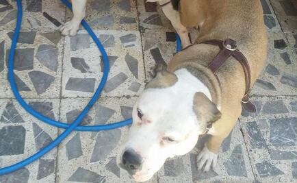 Buscan a “El Orejas”, hombre que golpeó a perra pitbull en Iztapalapa
