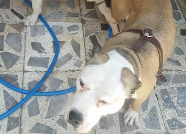 Buscan a “El Orejas”, hombre que golpeó a perra pitbull en Iztapalapa