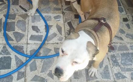 Buscan a “El Orejas”, hombre que golpeó a perra pitbull en Iztapalapa