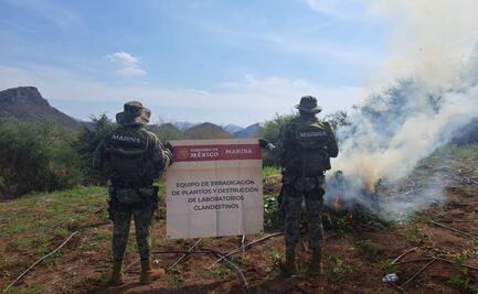 Marina destruye 6 toneladas de marihuana en Culiacán; plantío podría estar relacionado con “Los Chapitos”