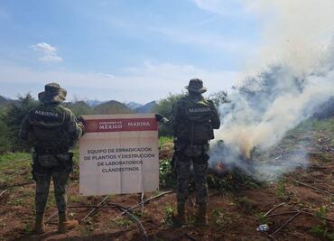 Marina destruye 6 toneladas de marihuana en Culiacán; plantío podría estar relacionado con “Los Chapitos”