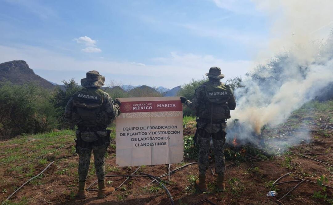 En apoyo a la Fiscalía General de la República (FGR), personal de la Marina Armada localizó y erradicó un plantío de marihuana en inmediaciones del Zalate de los Ibarra. Foto: Especial/El Universal