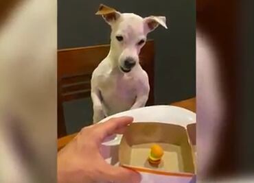 VIDEO. El enfado de un perrito al ver el diminuto tamaño de su comida