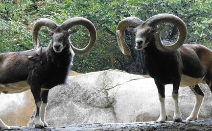 Solicitan a la Sedema informe sobre la situación actual de los Zoológicos de la Cdmx