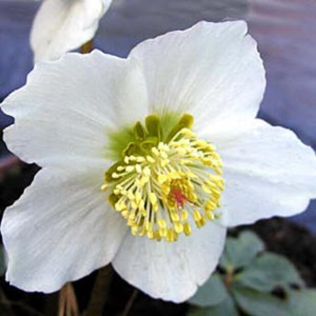 Nochebuenas y otras plantas navideñas que son tóxicas para tus mascotas
