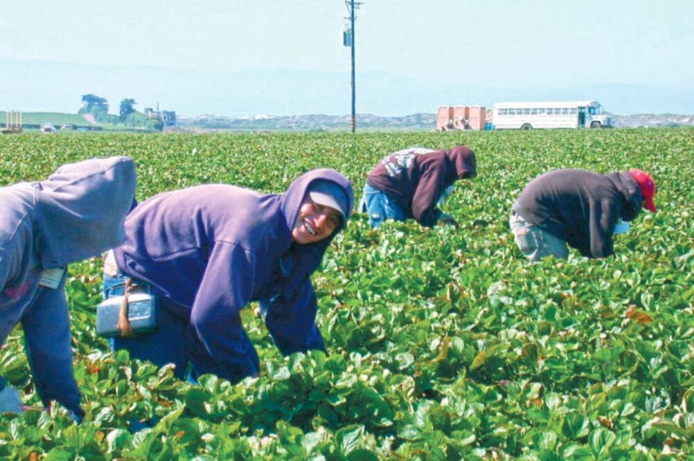 Gran parte de los migrantes indocumentados que viven en California trabajan en la recolección de frutas y verduras. ()