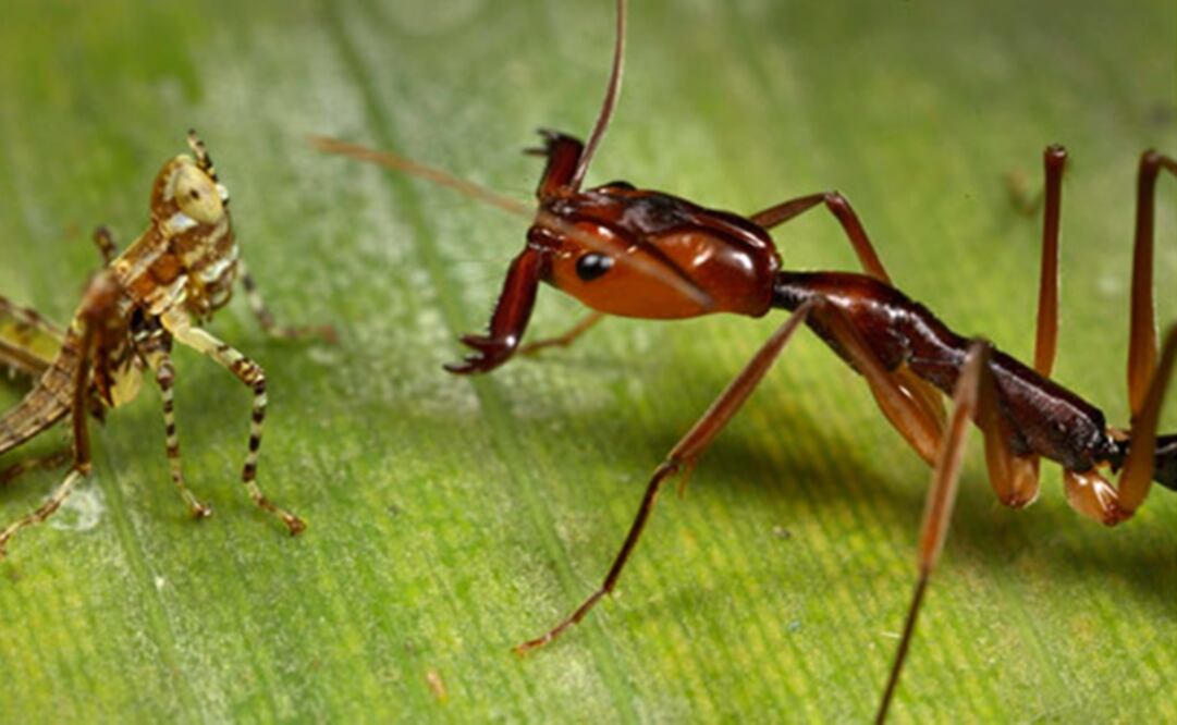 (FOTO: Archivo/EL UNIVERSAL)