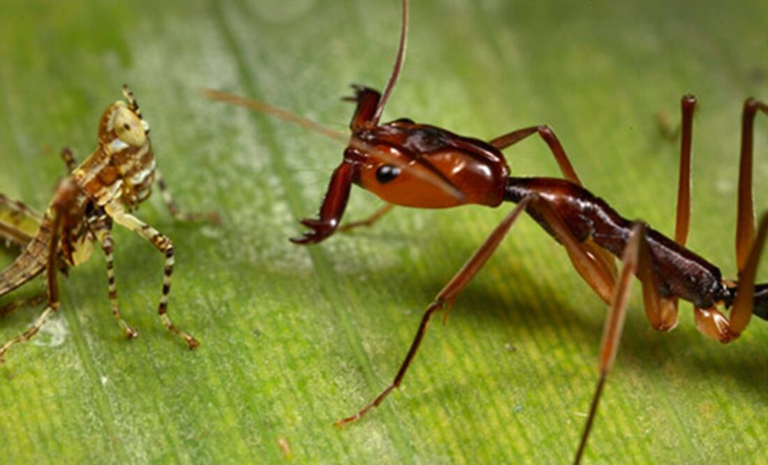 (FOTO: Archivo/EL UNIVERSAL)