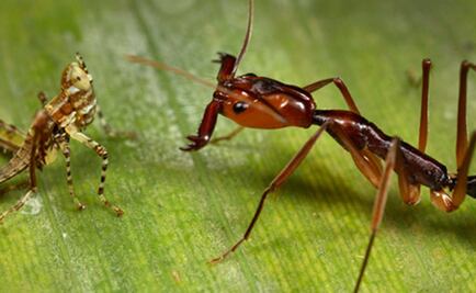 Los insectos fueron parte básica de la dieta de los primeros humanos