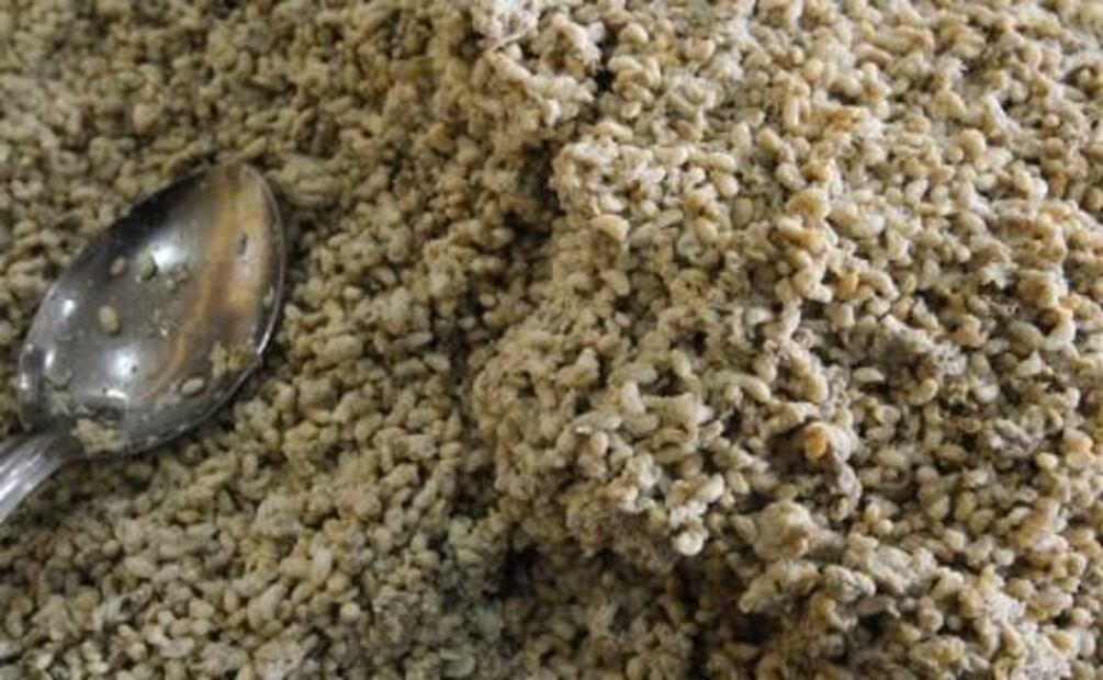 Los platillos más exóticos de México