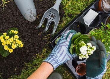 Descubre las plantas ideales para perfumar tu jardín durante las noches