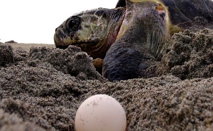 Policía Federal recupera 971 huevos de tortuga en Chiapas 