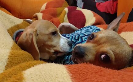 Iztapalapa, en donde más registran mascotas en Locatel