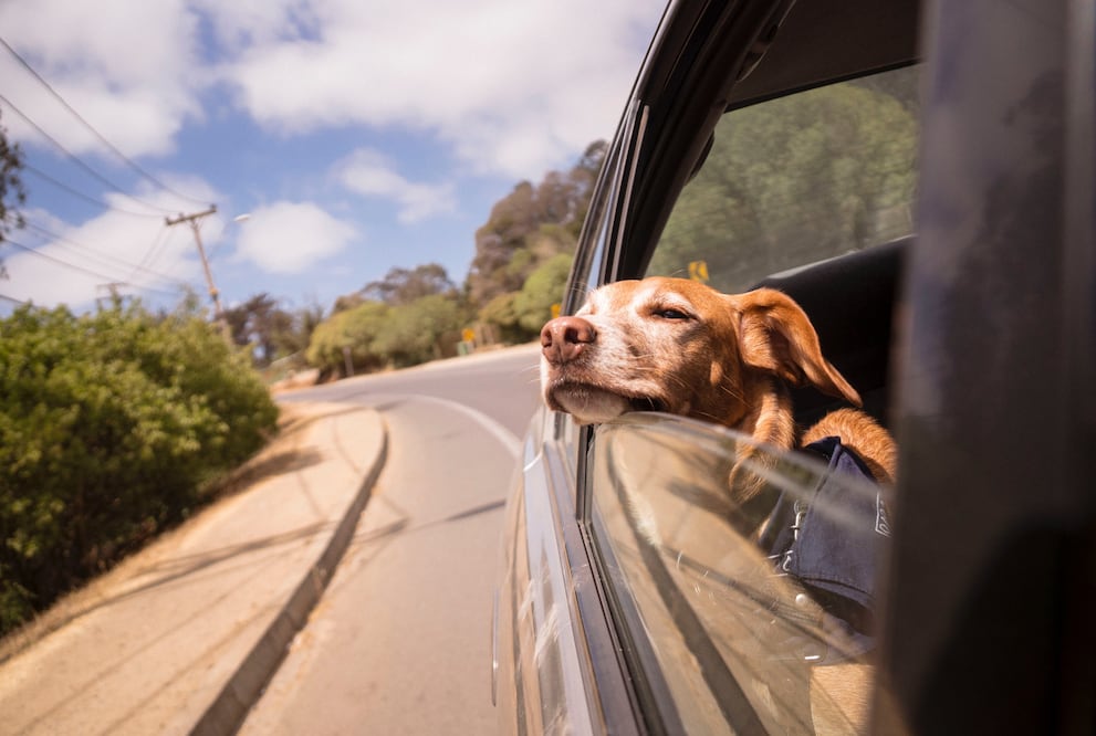 Te decimos cómo limpiar saliva de perro de los asientos de tu auto.
Foto: Unsplash