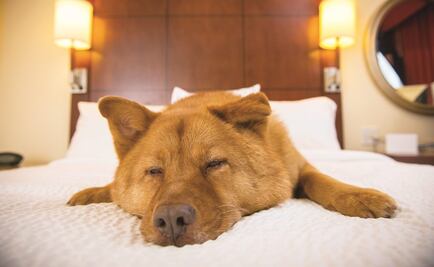 ​Perro se lanza desde el piso 11 de edifico y cae sobre mujer en Colombia