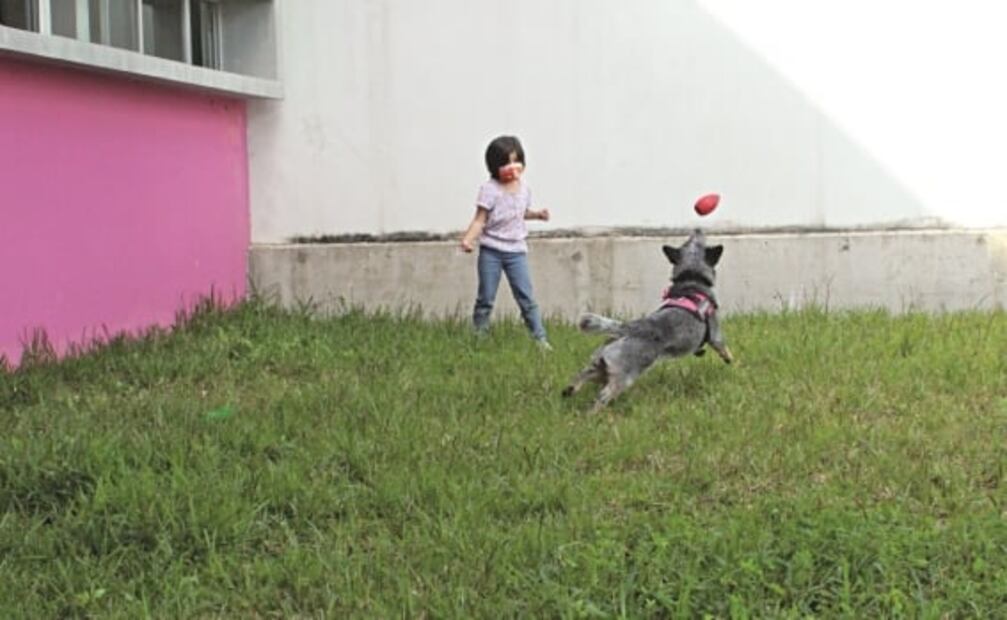 "Mosho", el perro sanador de los miedos infantiles