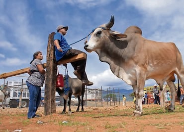 CNA: Cerrar fronteras no detiene el avance del gusano barrenador; pide corresponsabilidad binacional para enfrentar plaga