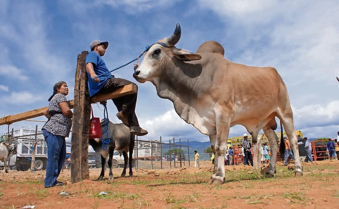 Ganaderos de Oaxaca reconocen que están en una situación vulnerable porque se encuentran en la ruta del ganado que entra desde Centroamérica. Foto: Edwin Hernández / EL UNIVERSAL