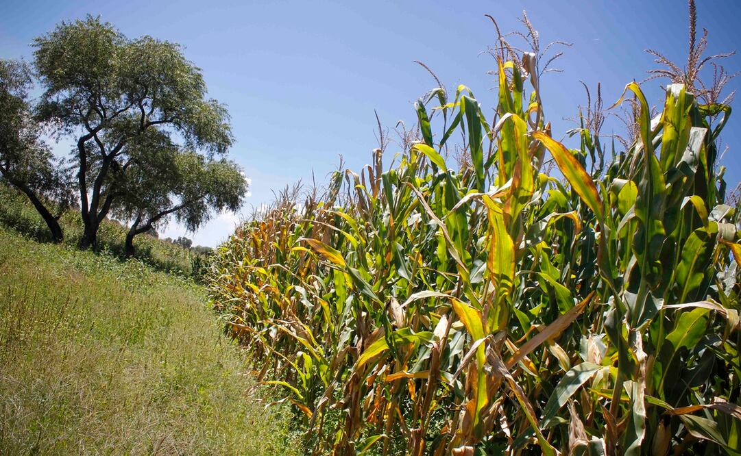 Foto: Archivo. EL UNIVERSAL