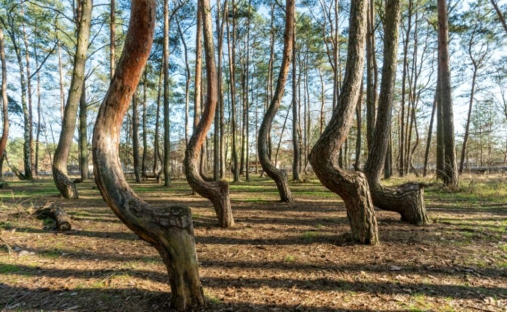 El Bosque Torcido: nadie sabe por qué sus árboles crecen así
