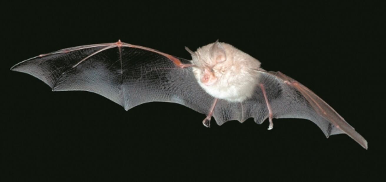 Murciélagos, "aliados" por controlar enfermedades