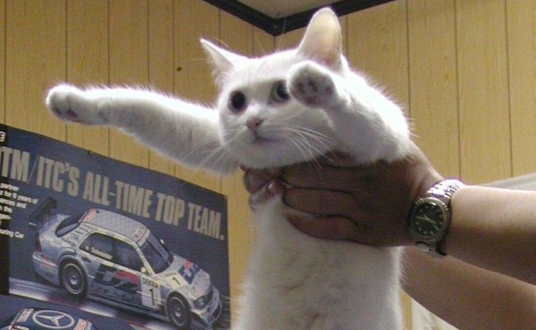 El gato se hizo famoso en 2004.