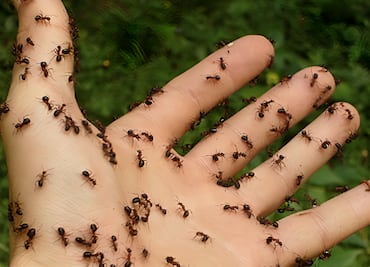 Este es el poderoso remedio casero que te hará acabar definitivamente con las hormigas