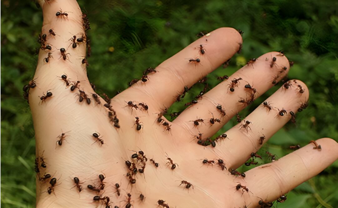 El poderoso remedio casero para eliminar las hormigas. Foto: Pixabay