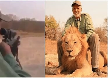 Cazador asesina a un león mientras dormía