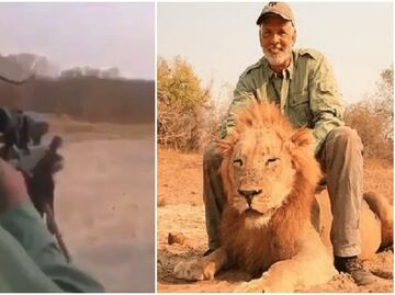 Cazador asesina a un león mientras dormía