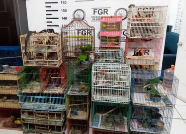 Profepa rescata 176 aves silvestres que eran vendidas ilegalmente en Guanajuato; 72 murieron por malas condiciones