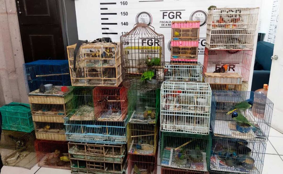 Profepa rescata 176 aves silvestres que eran vendidas ilegalmente en Guanajuato. Foto: Especial