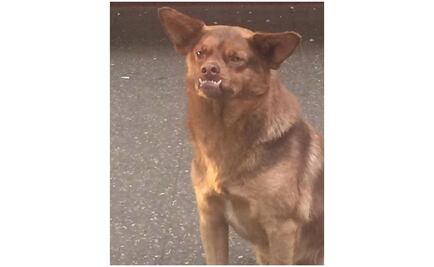 El verdadero origen del perro Chilaquil