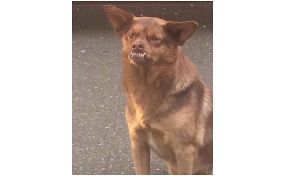 Foto: tomada de redes sociales