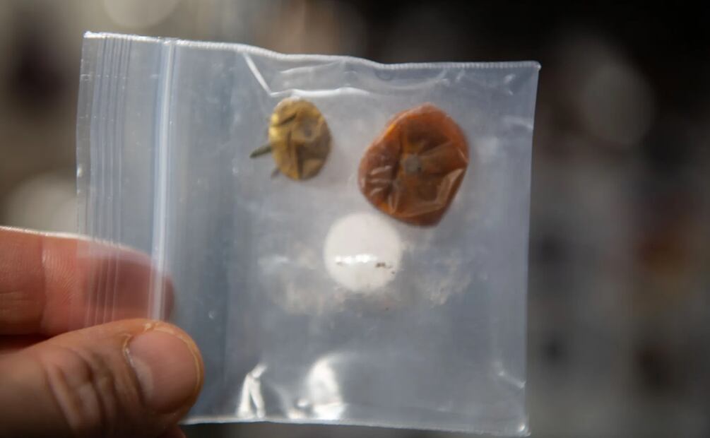 Dos tomates rebeldes fueron recuperados casi un año después de que el astronauta Frank Rubio les perdiera el rastro accidentalmente mientras los cosechaba para el experimento XROOTS./ Foto: NASA