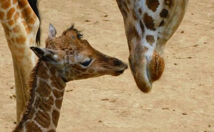 ¿Adelita, Asani o Zulai? Lanzan convocatoria para nombrar a jirafa bebé del Zoológico de Chapultepec 