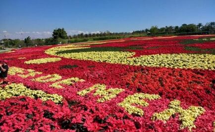 Poinsettia growers in Morelos win Guinness Record 