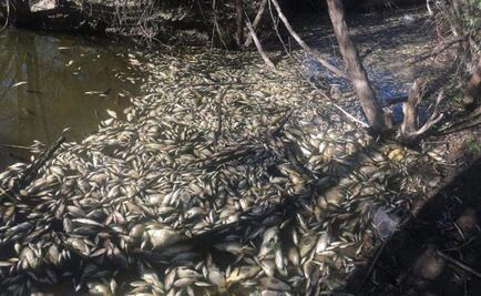 Atienden denuncia por mortandad de peces en Durango