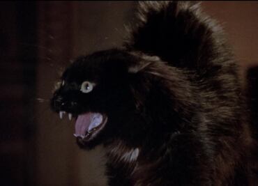 "Más negro que la noche", la película que aterrorizó por un gato negro llamado Becker