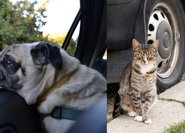 Por qué los perros y gatos orinan las llantas de los coches y cómo evitarlo