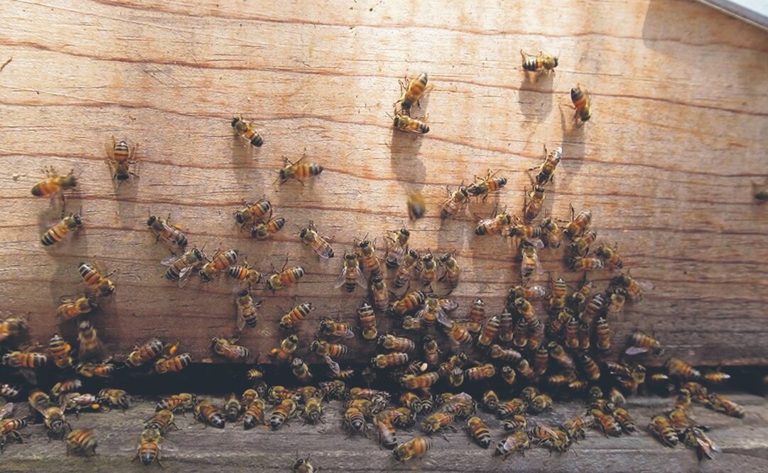 El papel de las abejas en el ecosistema es de suma importancia. ARCHIVO EL UNIVERSAL