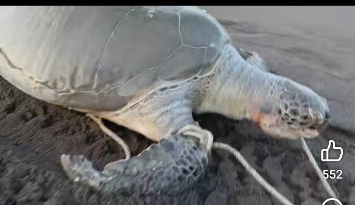 Hallan muerta a tortuga verde en costas de Veracruz; ambientalistas piden proteger su temporada de anidación. Foto: Especial