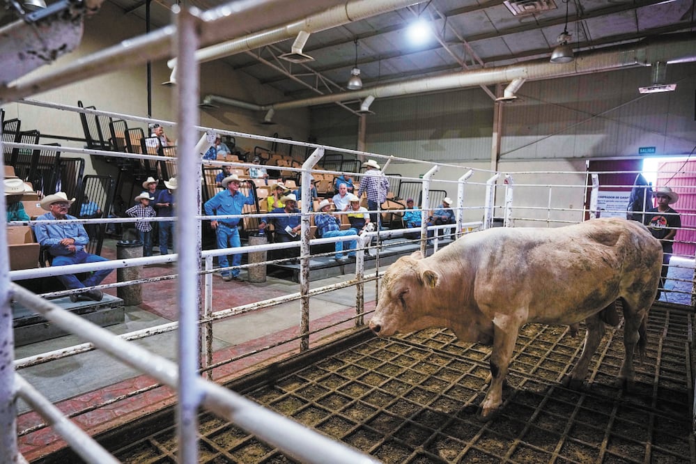 El grupo técnico fortalecerá la vigilancia y diagnóstico del contagio del gusano para proteger al ganado. Foto: AP
