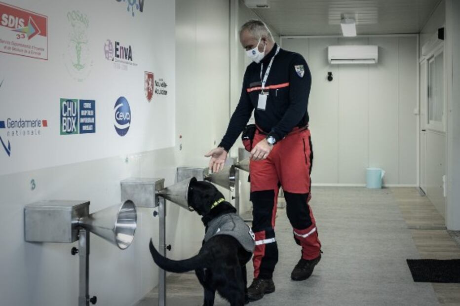 Francia usa perros para detectar Covid a través de la transpiración humana