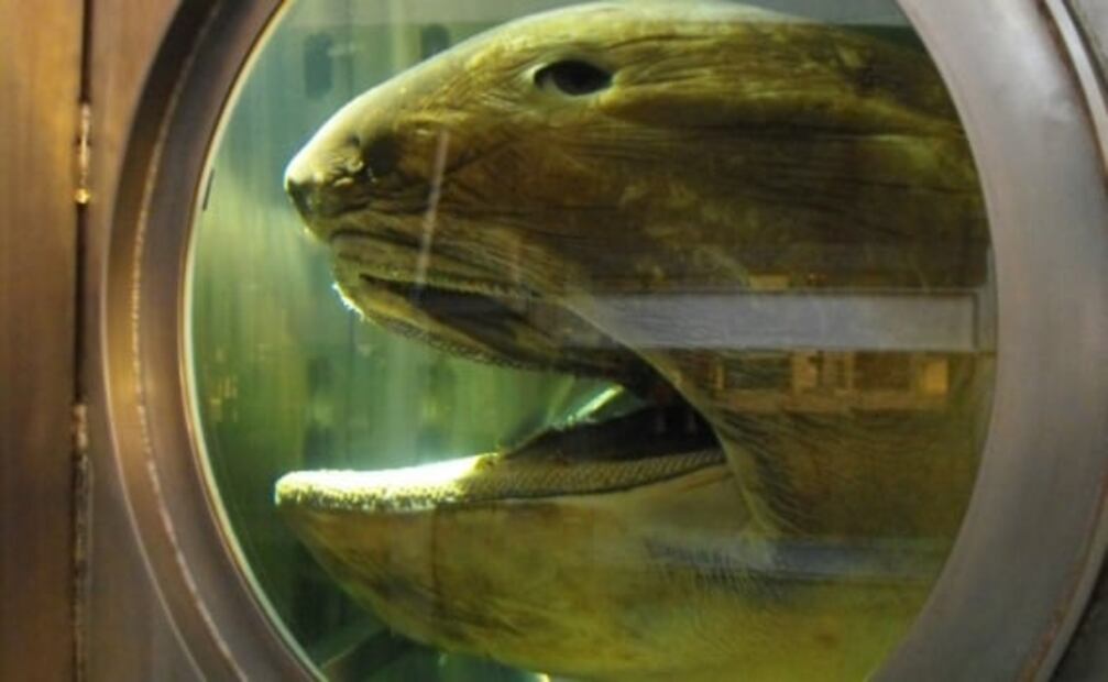 7 animales marinos que parecen salidos de una pesadilla