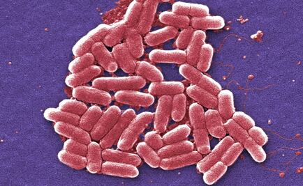 Descubren que una bacteria aumenta la longevidad