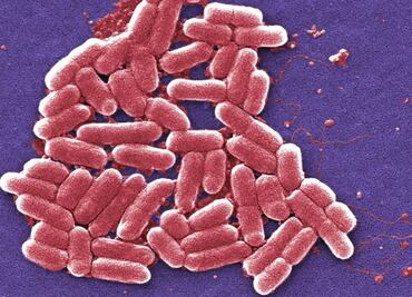 Descubren que una bacteria aumenta la longevidad
