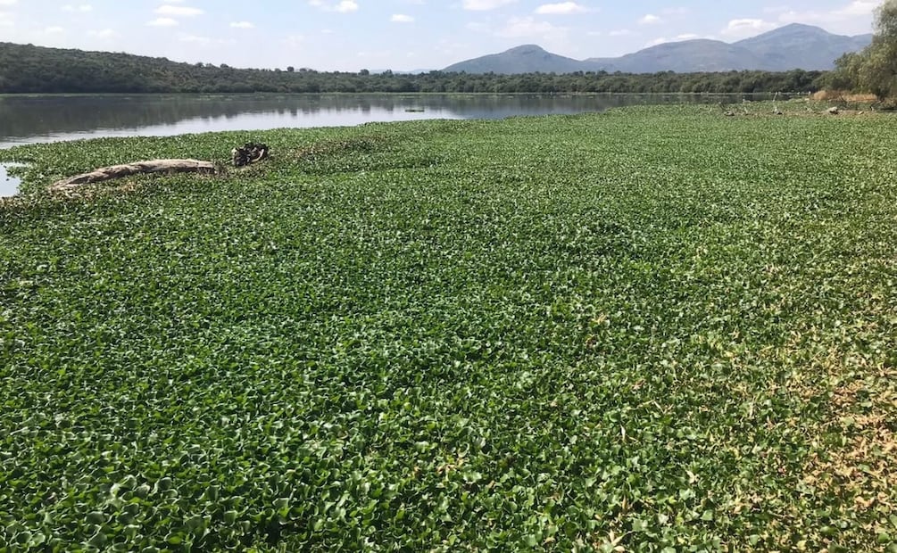Los promoventes sostienen que las comunidades ribereñas de Tula, Tepetitlán y Tezontepec de Aldama han sido convertidas, de manera generacional, en zonas de sacrificio humano y ambienta. | Foto: Especial.