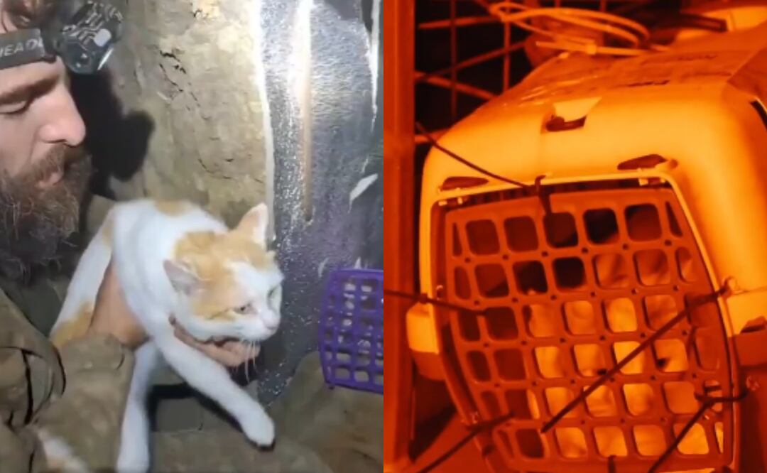 La historia de Prapor, un gato que fue rescatado de las trincheras en Ucrania, está conmoviendo a millones en el mundo. Foto: X @Gerashchenko_en
